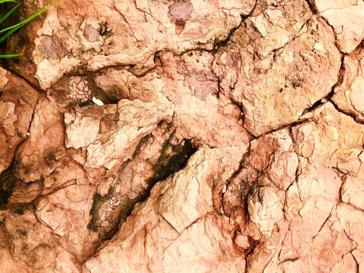 Cartucheira de Couro - Bolso Único Orgânico